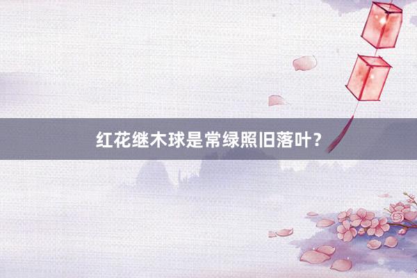 红花继木球是常绿照旧落叶？